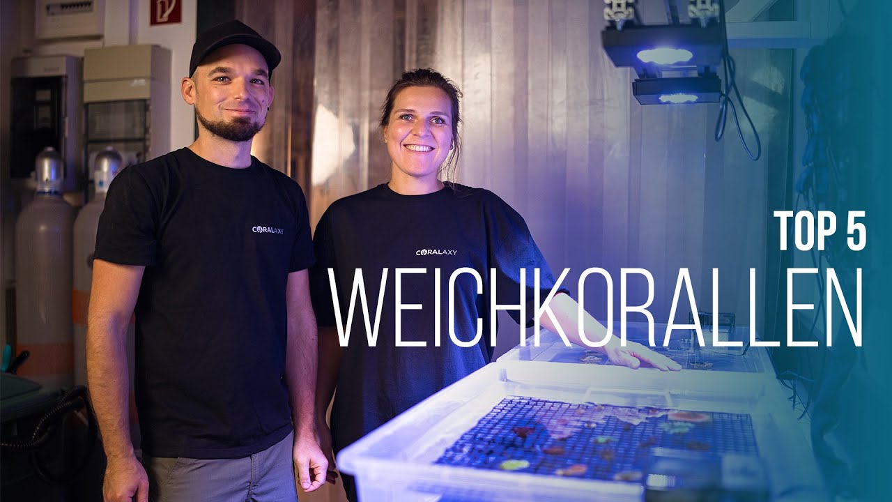 TOP 5 | Weichkorallen | Coralaxy