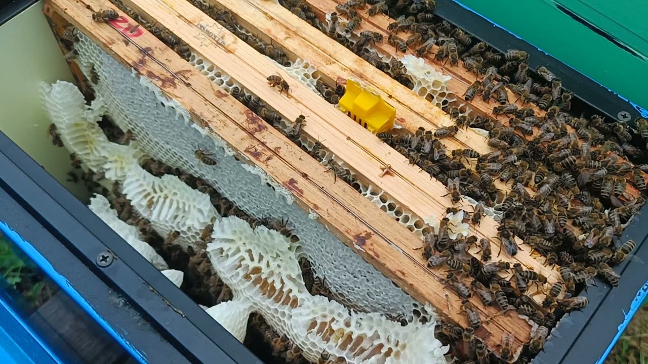 Znów się spóźniłem...  zabieram dzikie zabudowy i dodaję węzę do odkładów