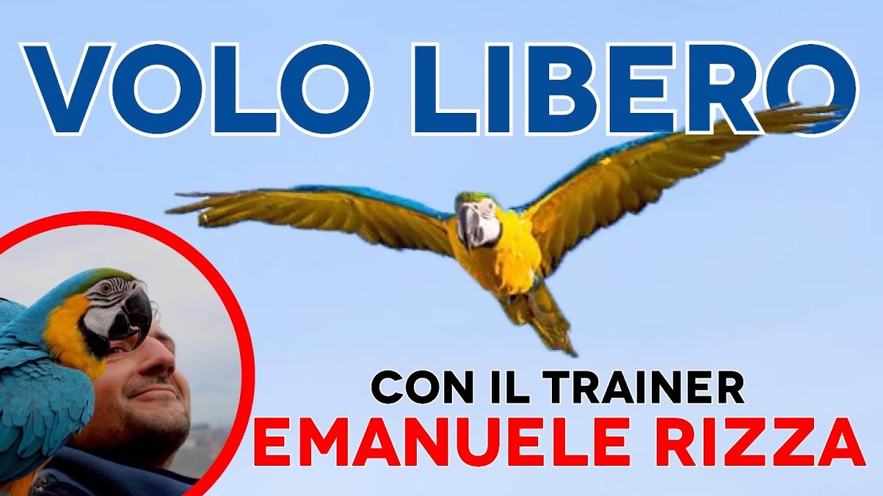 Volo libero con il trainer Emanuele Rizza- Educazione e addestramento pappagalli