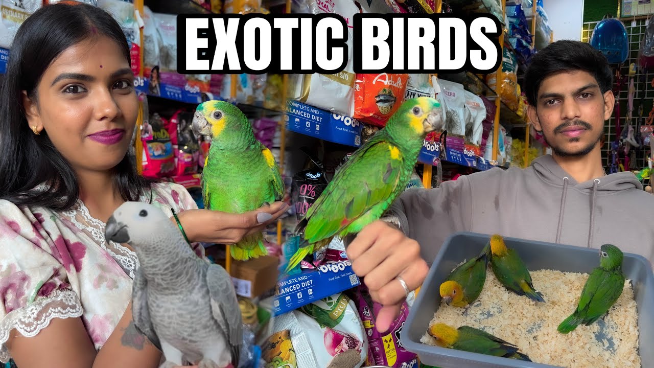 Exotic Birds Starts From 2500rs Upto 1.20 Lakhs 😍 Amazon Parrot , African Grey Parrot | Ulwe City