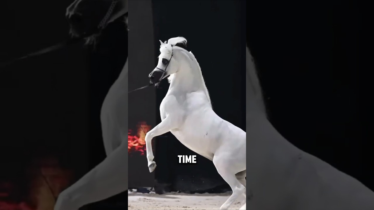 Самая известная порода лошадей в мире: арабская лошадь #лошадь #equestrianjourney #факты