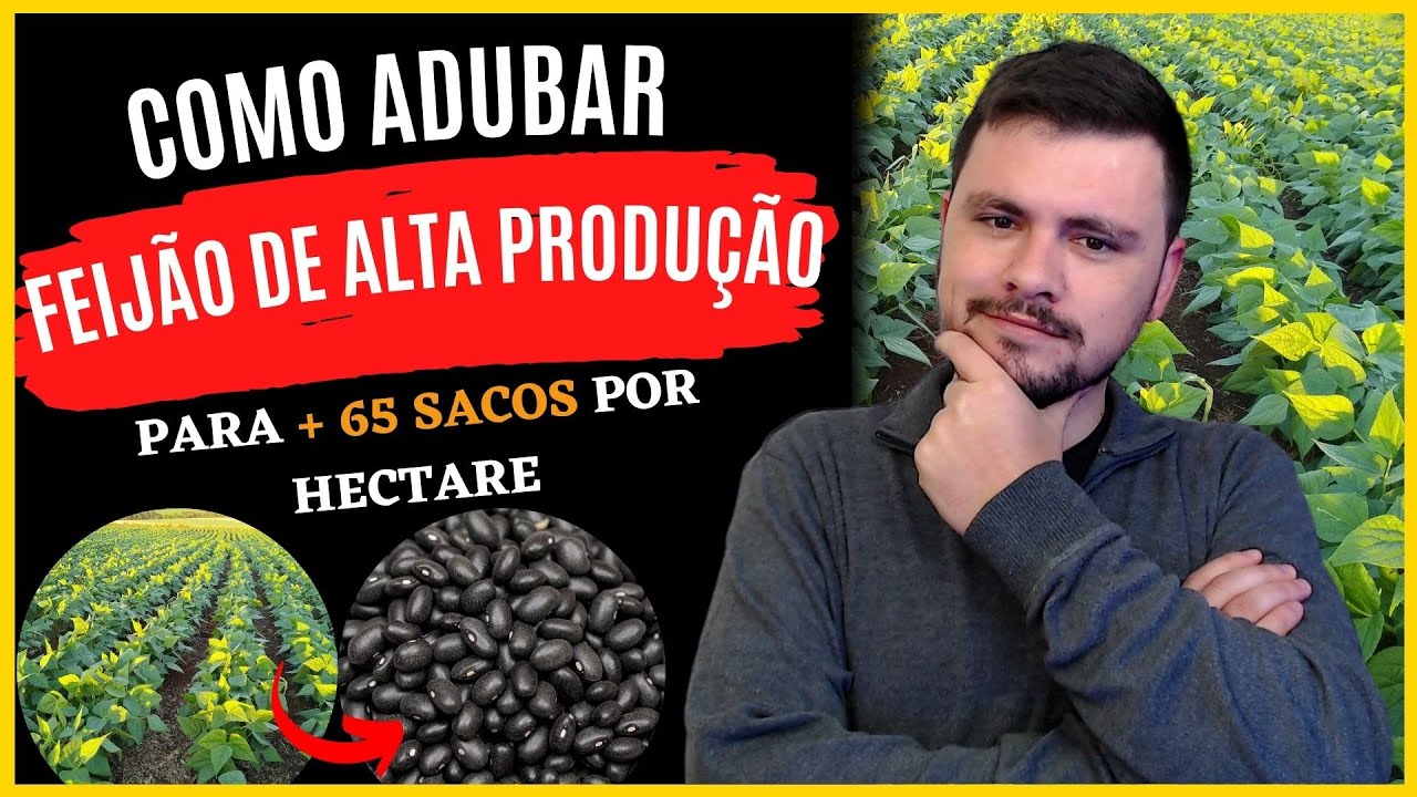 Como Adubar Feijão de alta produção (+ 65 sacas por hectare)