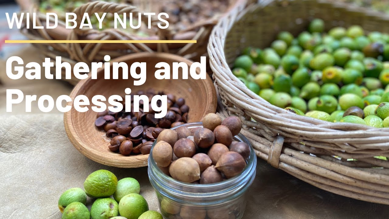 California Bay Nuts - Gather & Processing