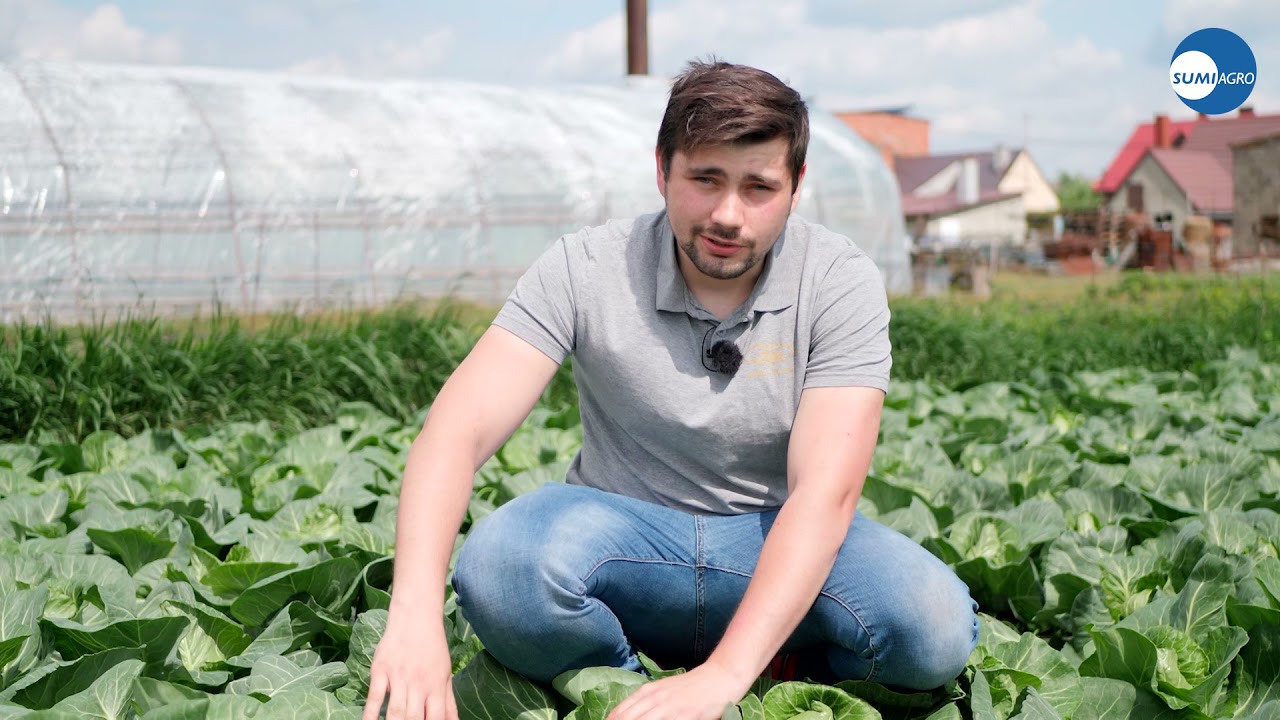 Jak chronić uprawę kapusty przed szkodnikami? Z czym i kiedy walczyć?