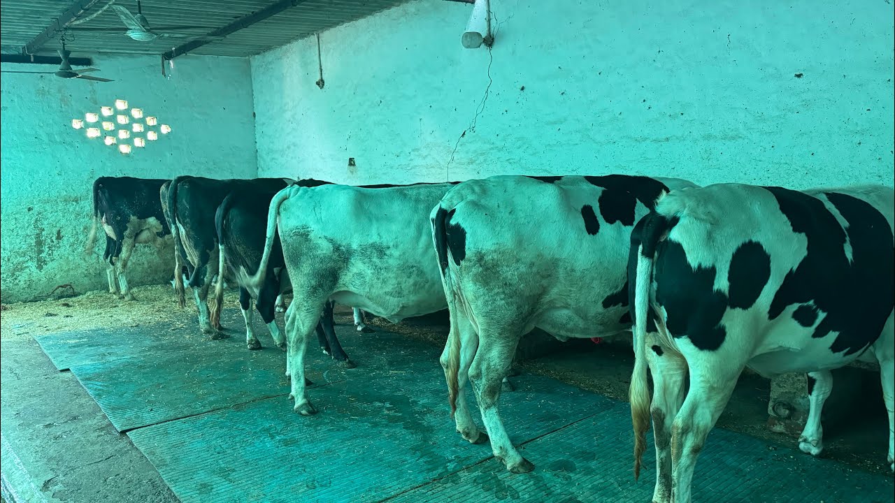 Haryana Dairy Farm || Karnal, Haryana || HF cow Farm || Buffalo Farm