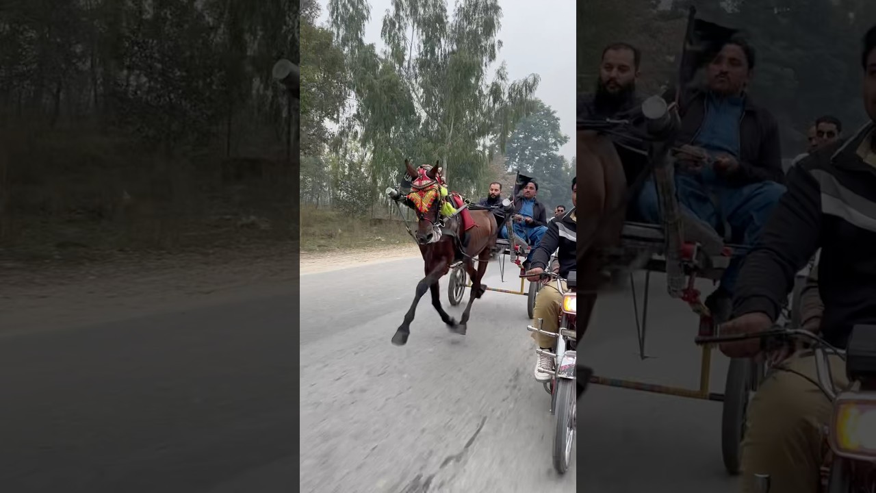 Fastest horse #fasthorses #sporthorses #ponyracing #sporthorse #shortvideo