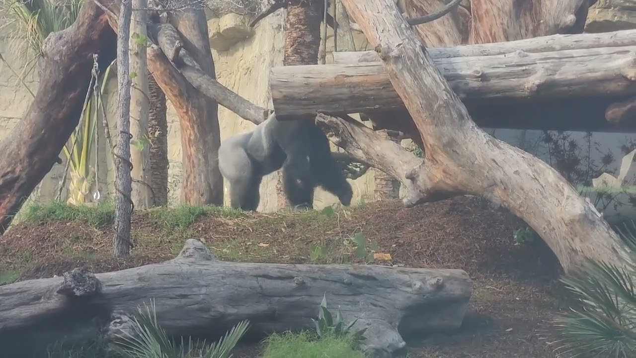 Gorillas are back at the San Antonio zoo! Go check out Congo Falls soon #congofalls #SAZooCongoFalls