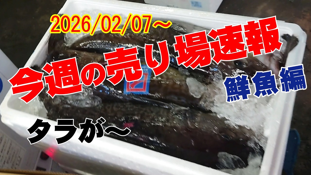 はい今週は様々なお魚入荷！！ニシン（鰊＝春告げ魚）も大きなのが入荷！！そして海草に貝類！！そろそろ旨い干物各種！！　勿論マグロも！！まずはこらんあれ！！