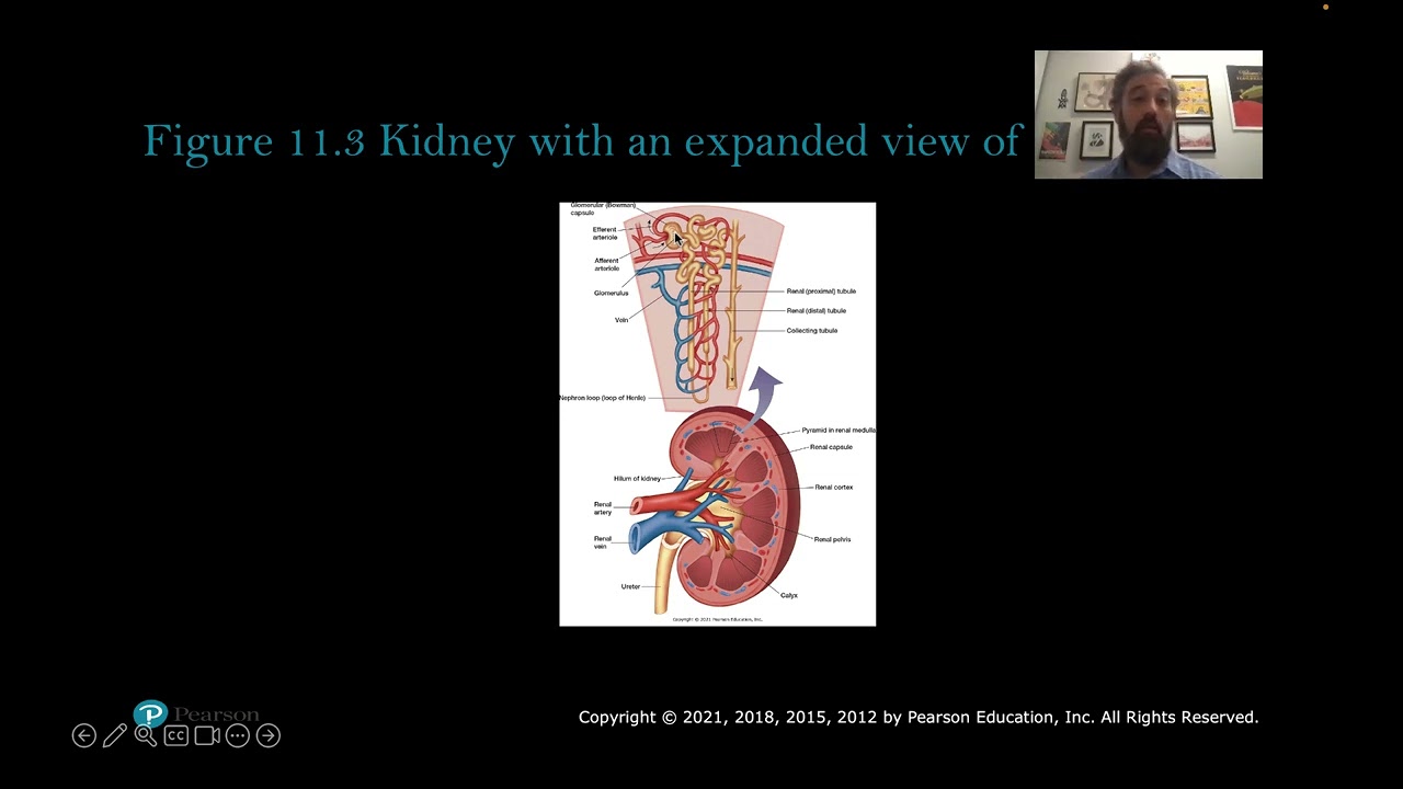BIOL 1310 Urinary System