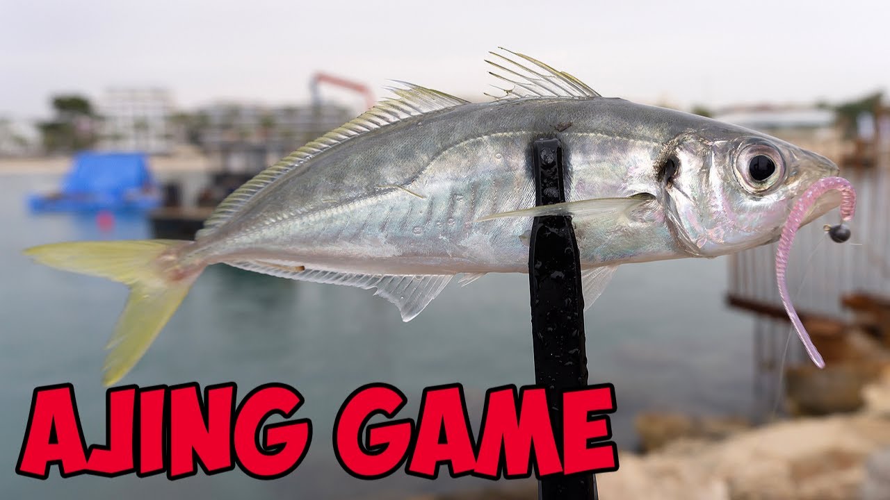 MUCHOS PECES 🐟🐟🐟 PESCANDO A AJING. アジング