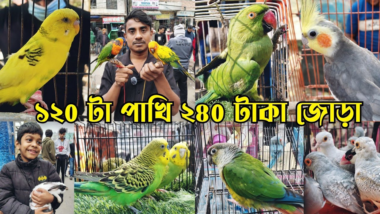 হারভাঙ্গা শীতে তোতা,টিয়া হাটে || মিরপুর ১১ পাখির হাট || Cockatiel bird price || Mirpur 11 pakhir hat
