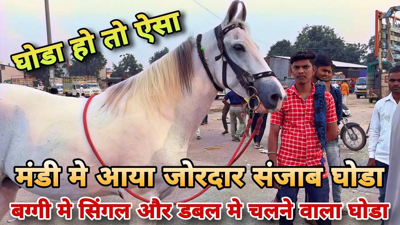 मंडी मे आया अच्छा अबलक और संजाब घोडा।।क्या रेट है इनके । Yeola Ghoda Mandi 2023