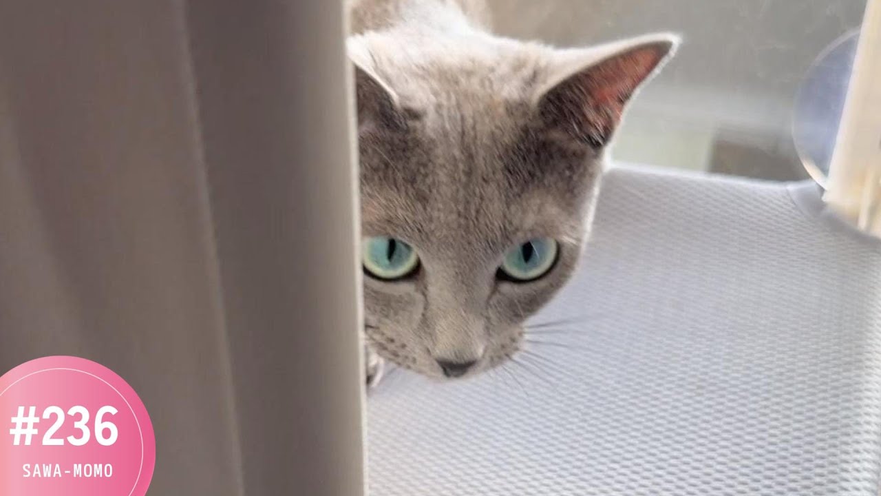 窓が大好き