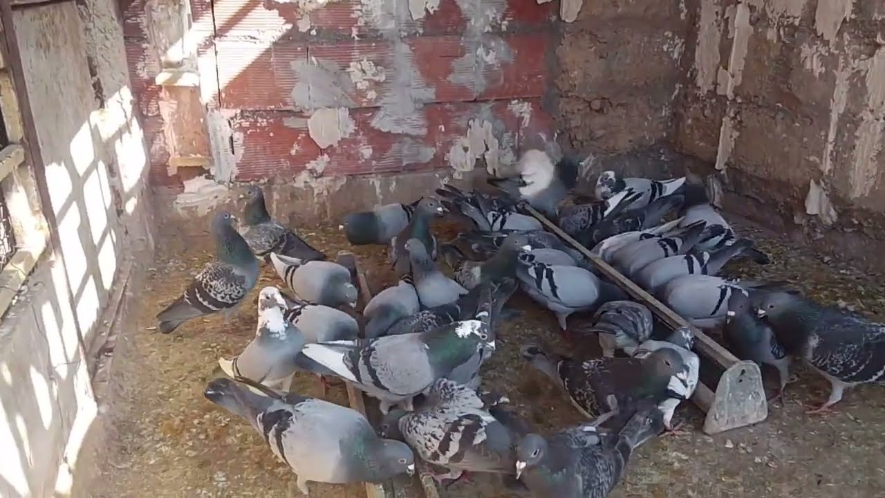  نهار ديال طيران الحور و دخول السريع🫡