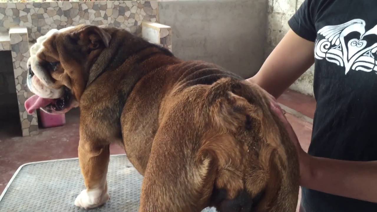 How to AI Artificially inseminate a dog easy and low cost