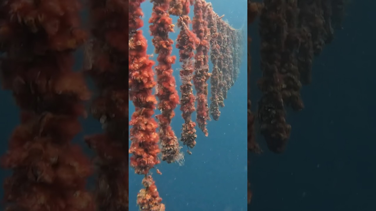 How These Oysters Make Black Pearls