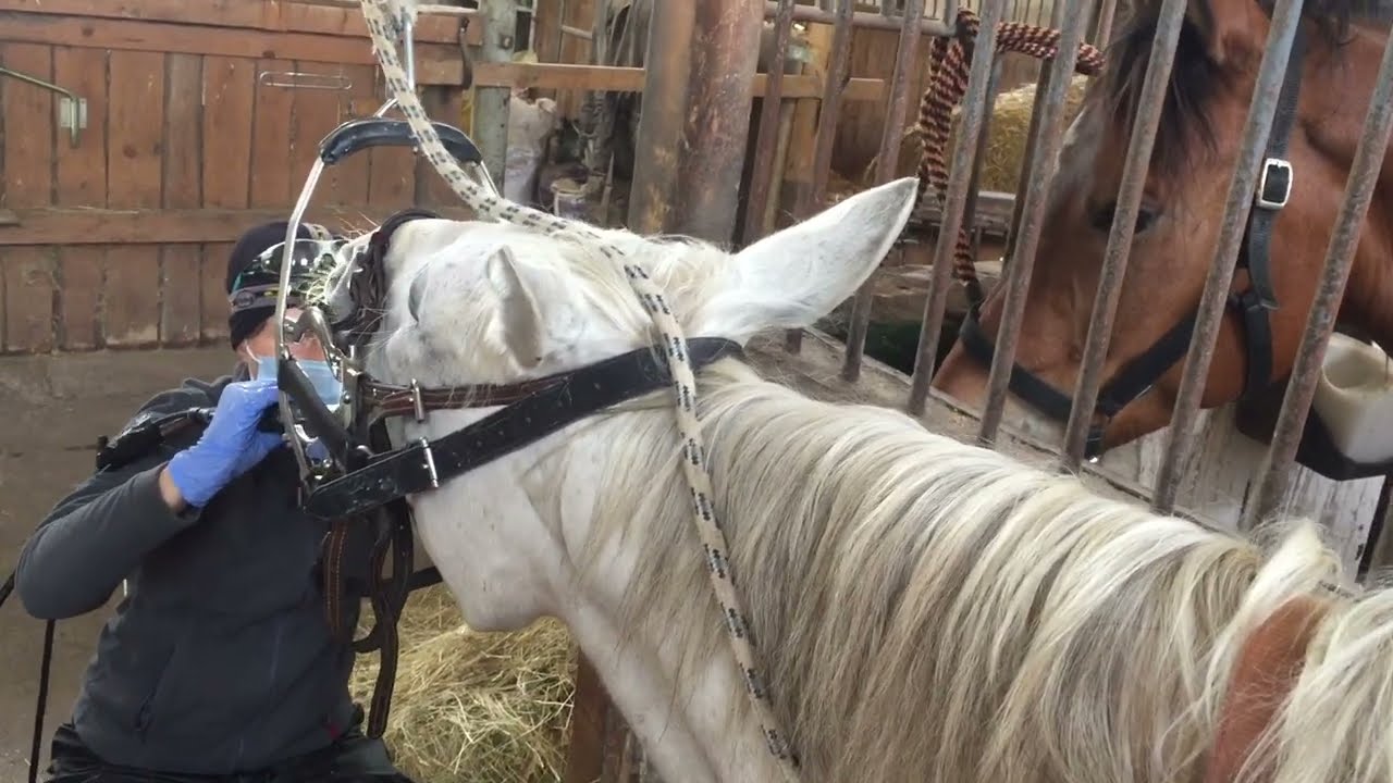 Zubař u koní 🐎 Péče o koňské zuby a koňské přirození