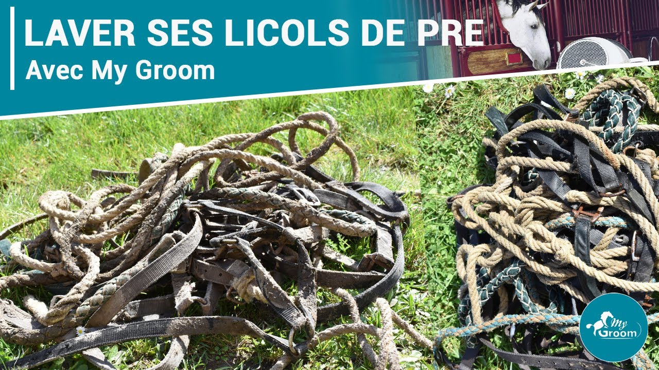 | My Groom | Laver ses licols et longes de pré