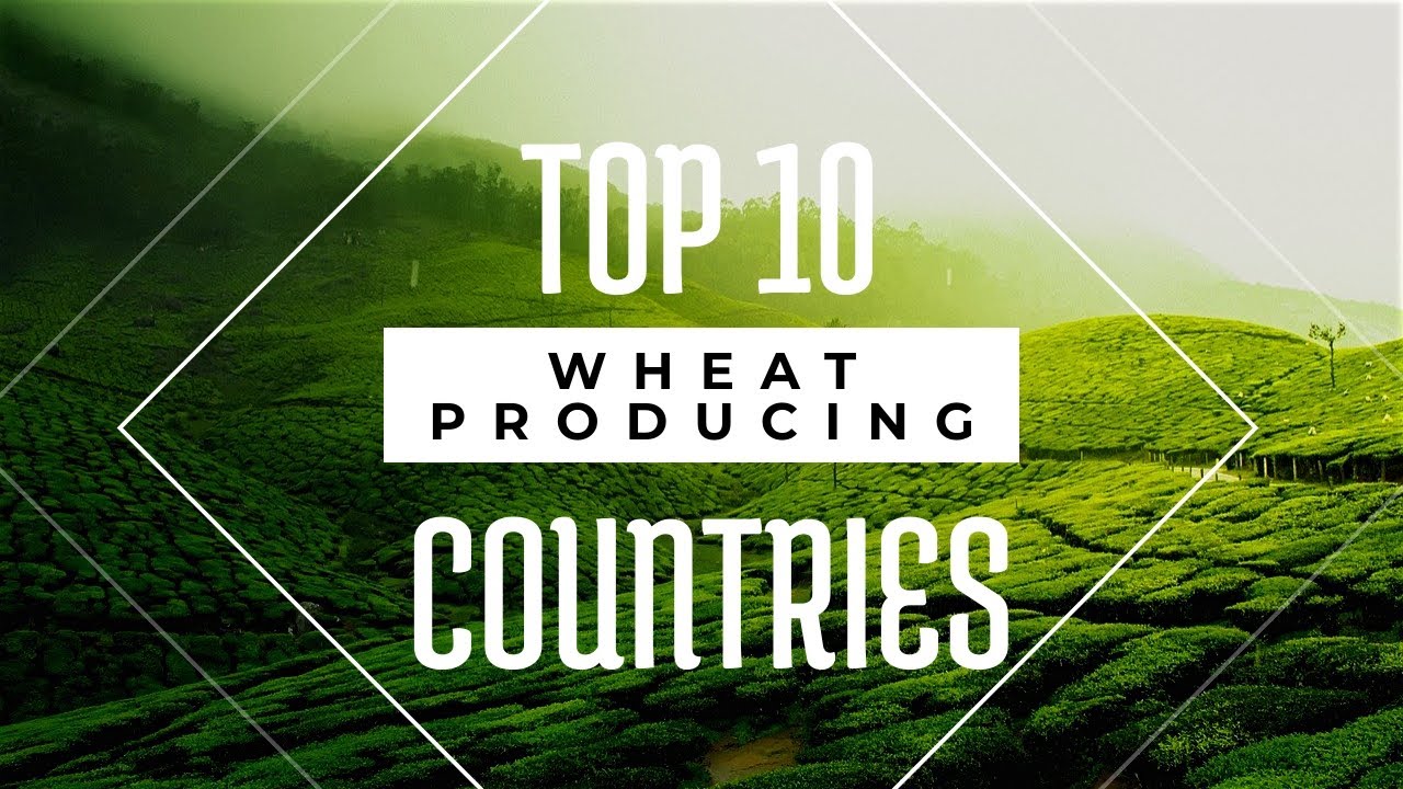 WHEAT TOP PRODUCING COUNTRIES - WHEAT TOP IMPORT AND EXPORT COUNTRIES
