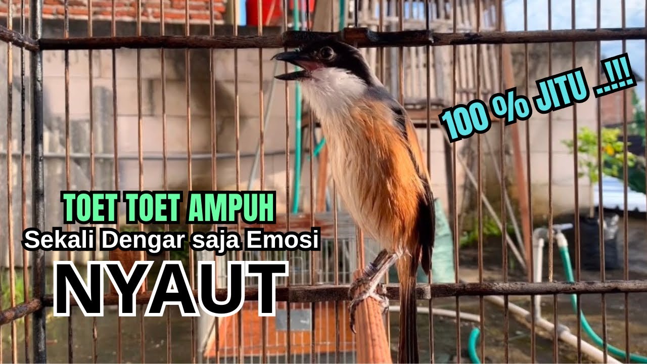 Cendet gacor TOET TOET AMPUH untuk PANCINGAN CENDET AGAR BUNYI jadikan PENTET GACOR SEKETIKA JUGA
