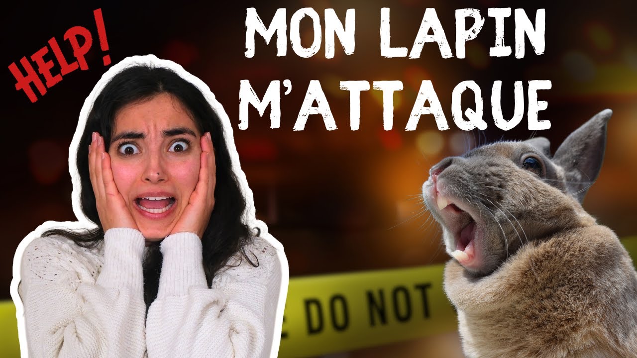 😱 AU SECOURS mon LAPIN me MORD ! 🥺(Pas de panique)
