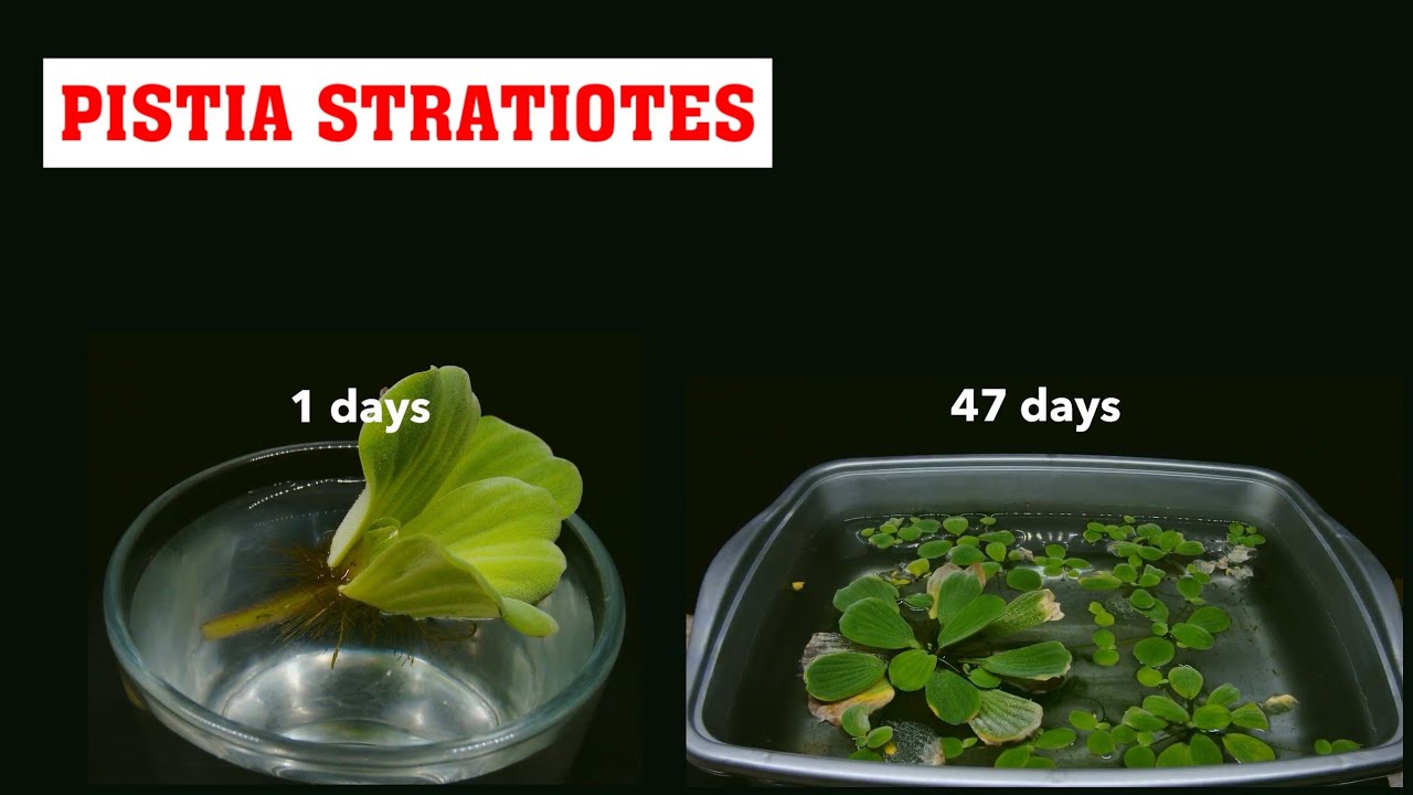 Growing Pistia Stratiotes for 47 days - TIMELAPSE