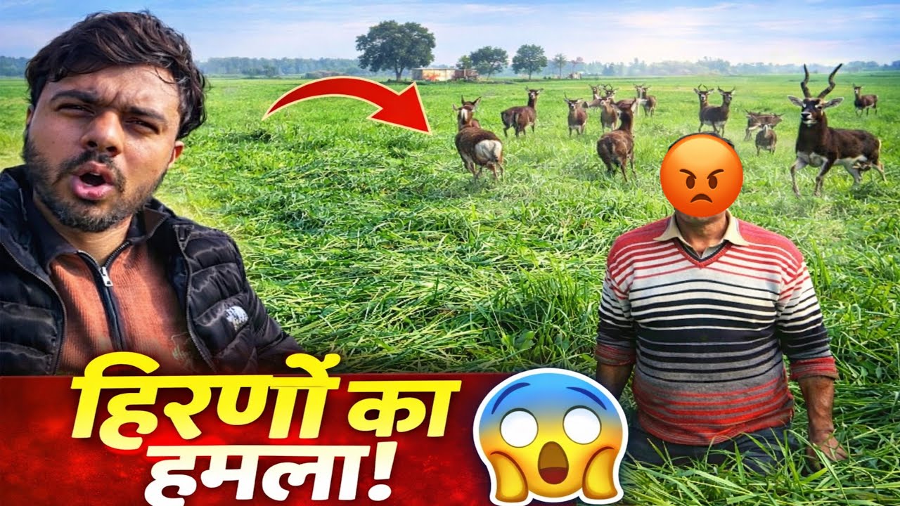 😱 हिरणों ने गेहूं की फसल खराब कर दी | Deer Attack in Farm | Village Vlog
