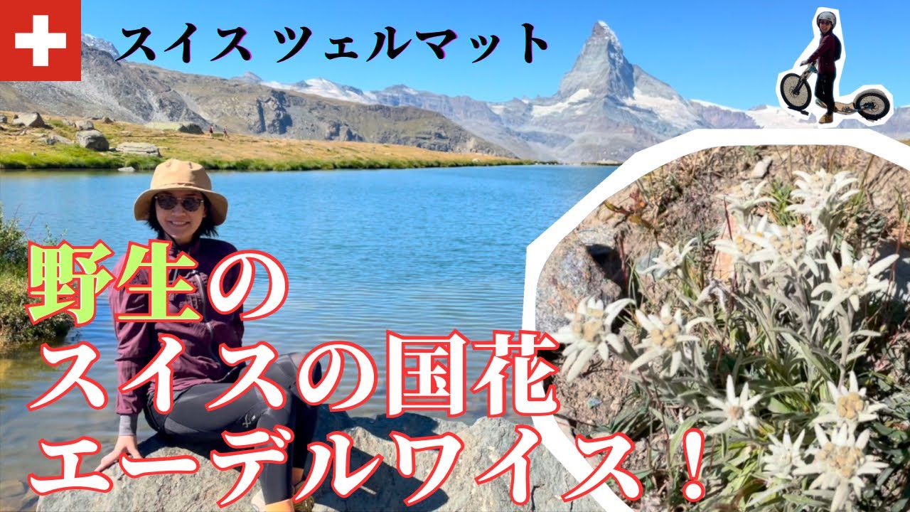 【スイス/ハイキング】絶景！野生のエーデルワイスここで見られます！最高なマッターホルンビューのハイキング！キックバイクでの下山めちゃ楽しい！