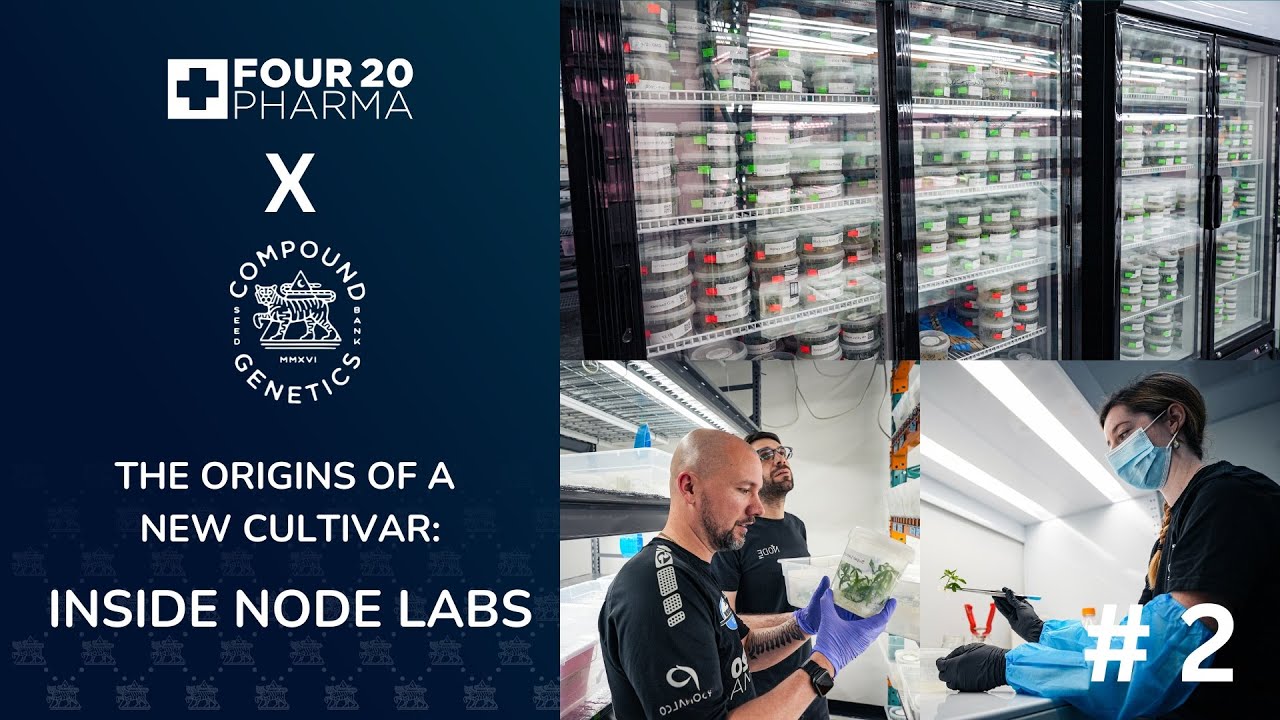 The origins of a new cultivar | 420 Pharma x Compound Genetics - Part 2