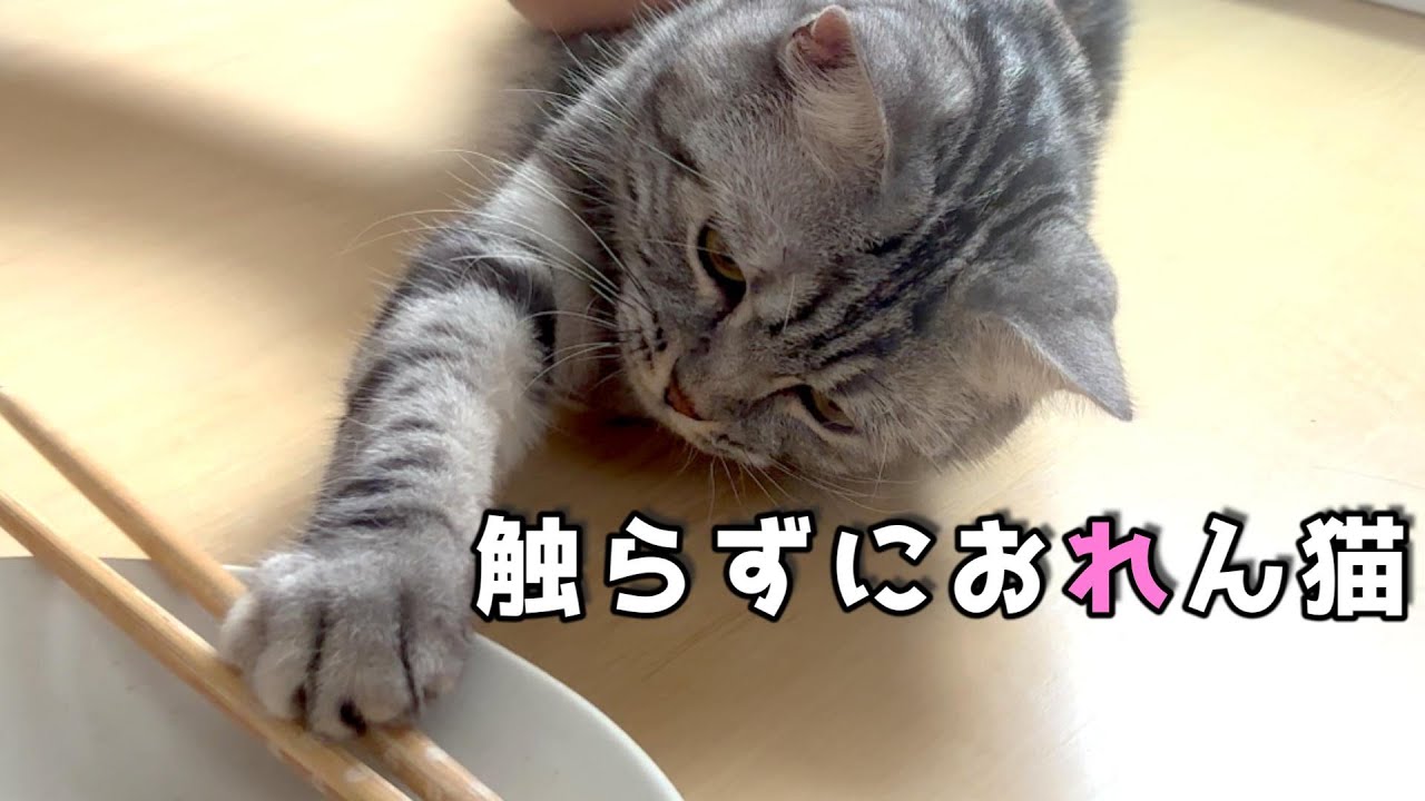 猫初心者、今日も主張に負けています