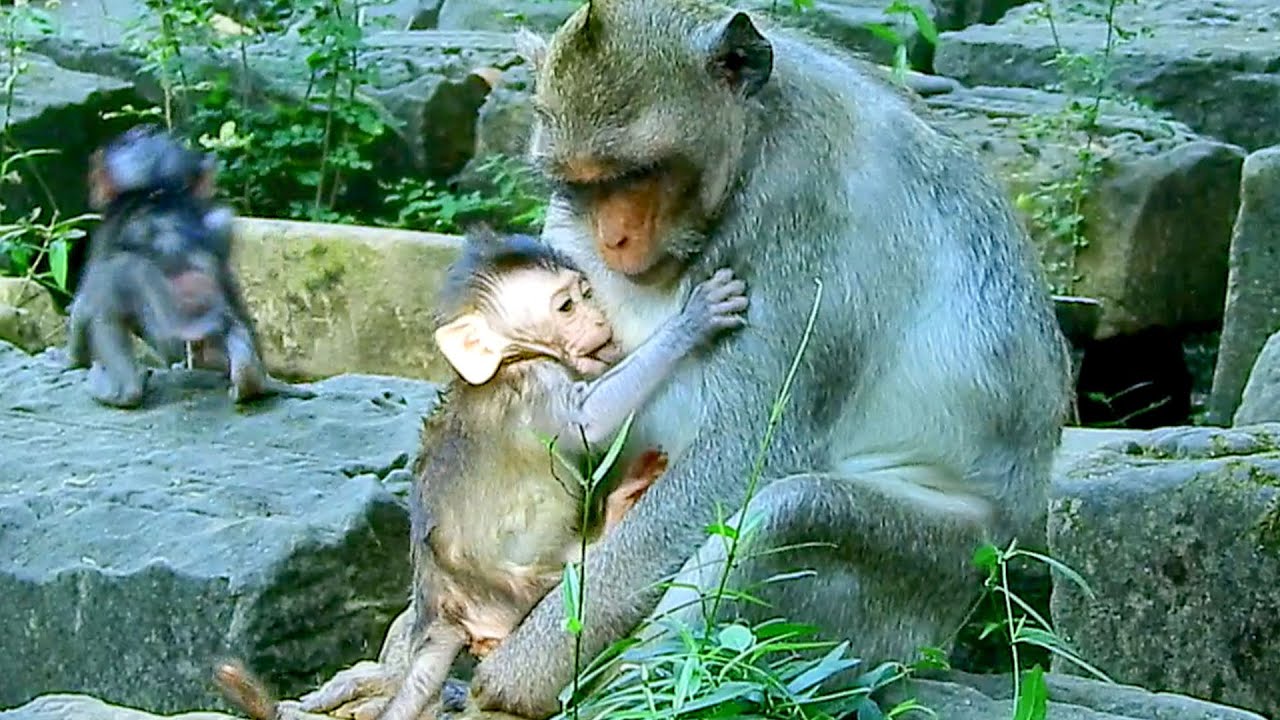 That was not baby.. Mom Jazzy really kind let other kid got her milk taste.