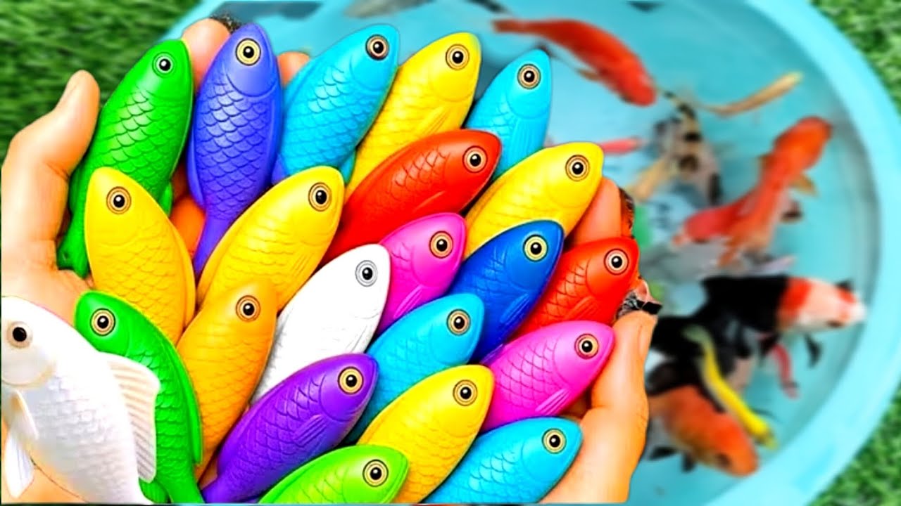 Tangkap Ikan Warna-Warni di Kolam Kecil!! Ada Ikan, Koi, Cupang, Klomang, Guppy, Koki & Tiger Fish 🐟