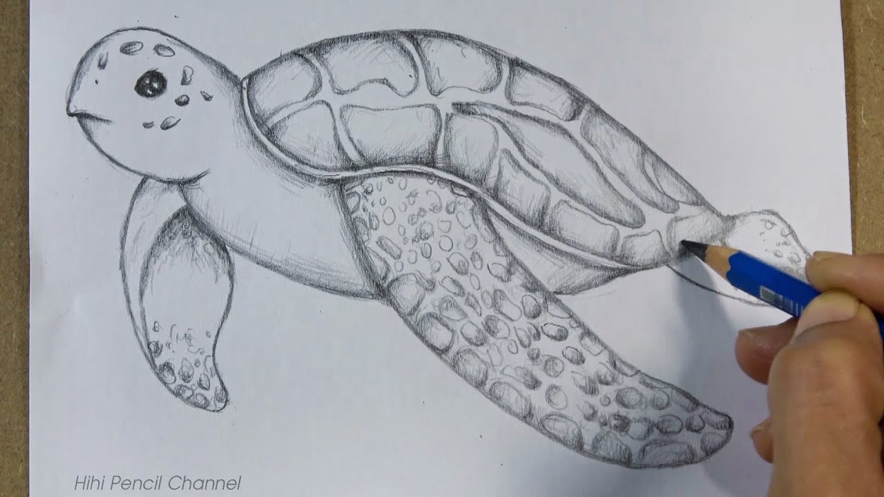 How to Draw a Sea Turtle Step by Step | Pencil Sketch
