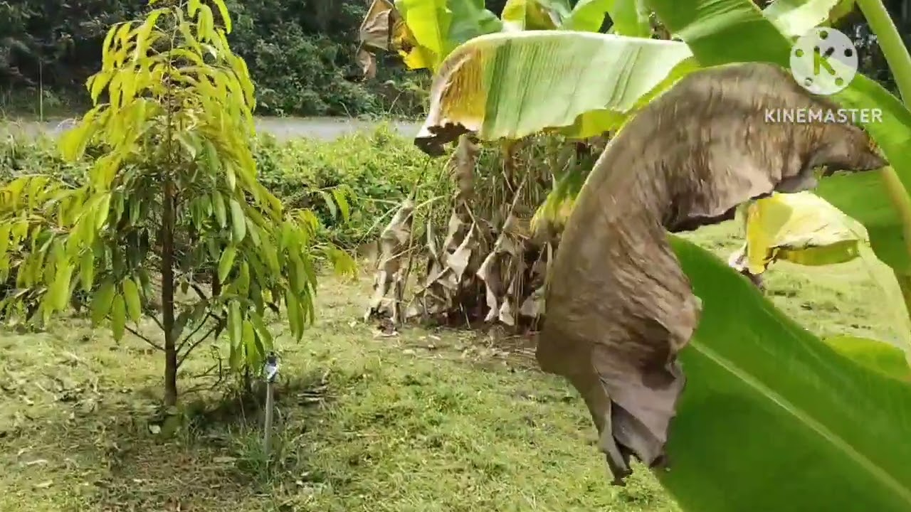 สวนทุเรียนep32