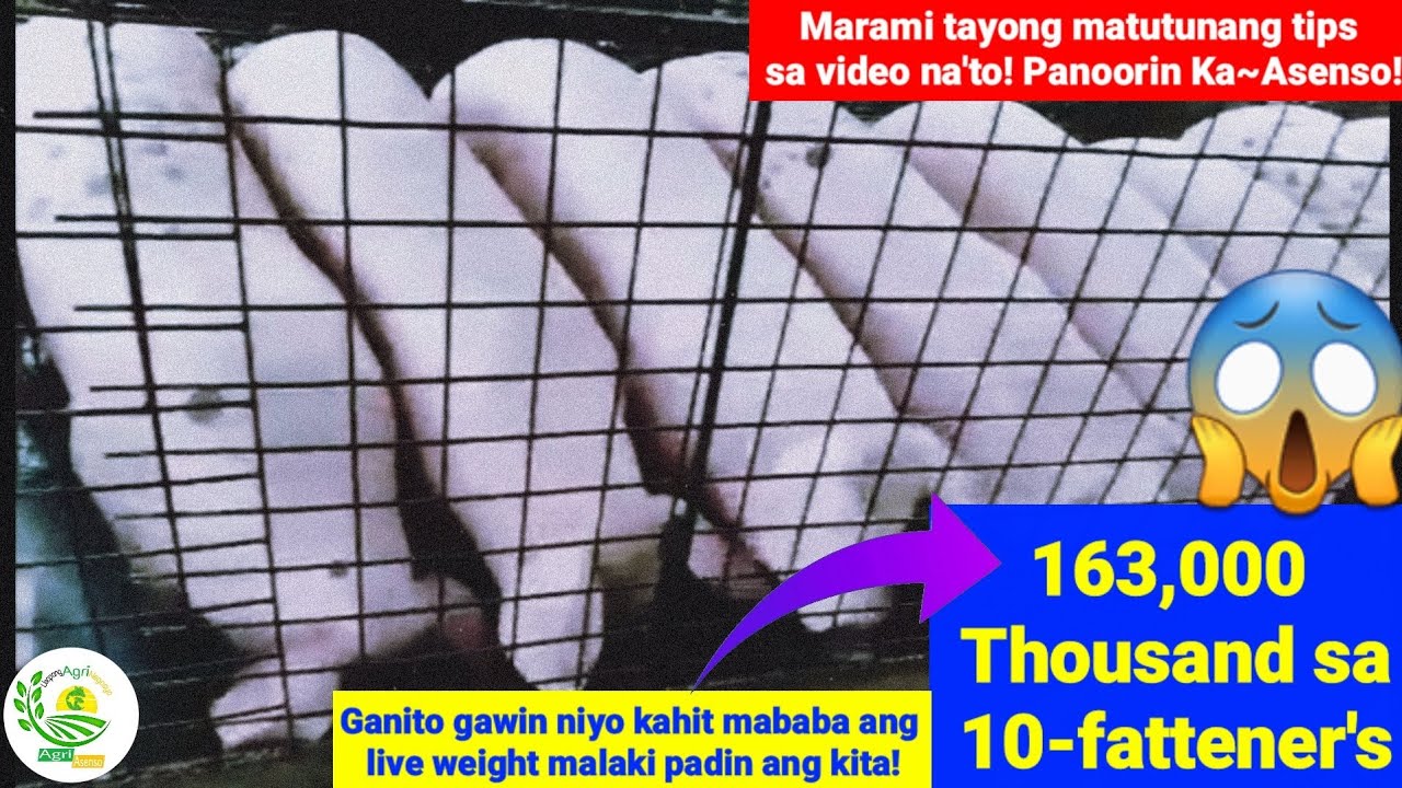 163,000 thousand sa 10-fattener's | Ganito gawin kahit mababa ang live weight malaki padin ang kita!