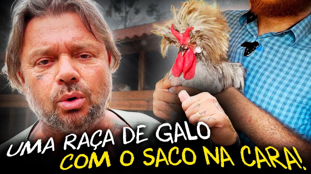 GALINHAS ORNAMENTAIS: O QUE VOCÊ PRECISA SABER ANTES DE COMEÇAR?