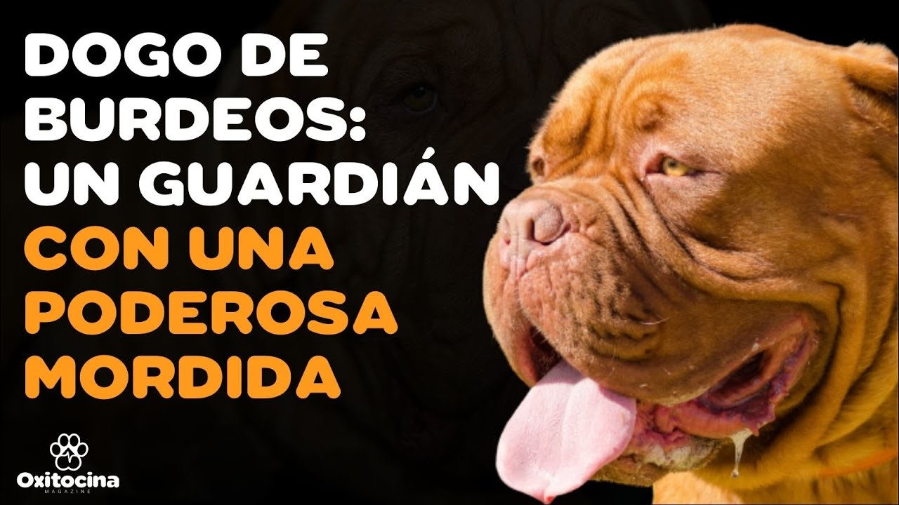 🐶 DOGO DE BURDEOS: 9 COSAS que debes saber