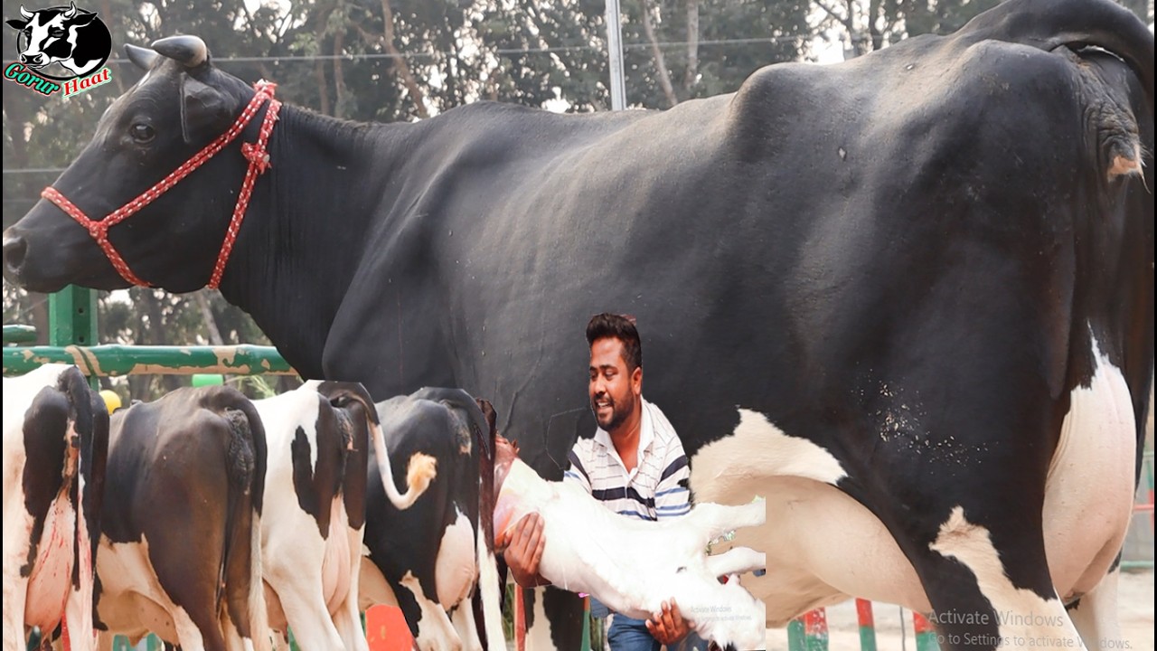 সুস্থ ভাবে বাচ্চা প্রসবের কৌশল।লাভ ছাড়া গাভী বিক্রি ।ভরপুর জাত গাভী নিজের মত বাছাই করে কিনুন।গরুরহাট