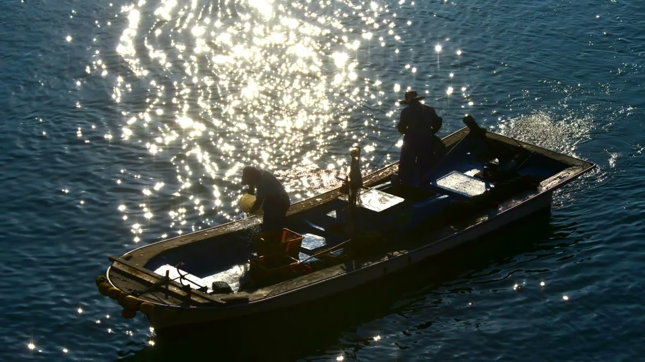 Morning Light, Living Sea