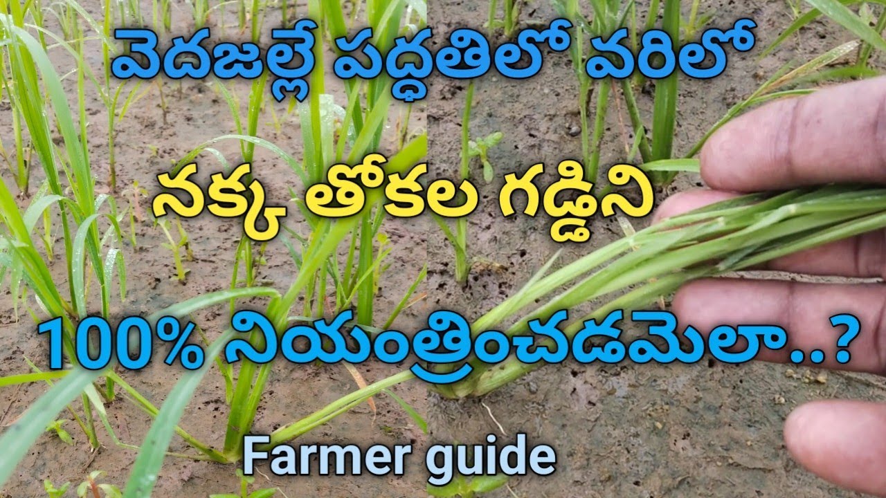 వరిలో నక్క తోకల గడ్డిని 100%నియంత్రించడమెలా.? #farming 