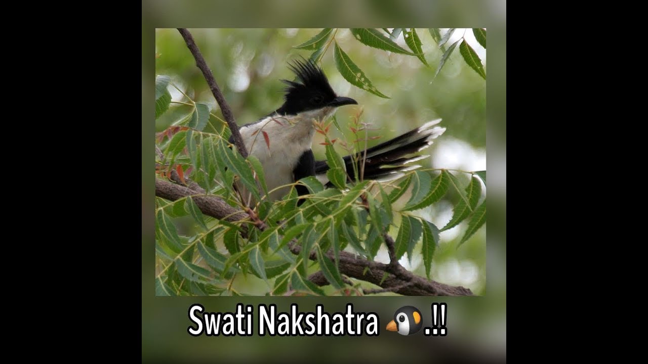 SWATI Nakshatra 🐃 🐦 .!! & Why SATURN 🪐 is EXALTED only in this Nakshatra🌟..??