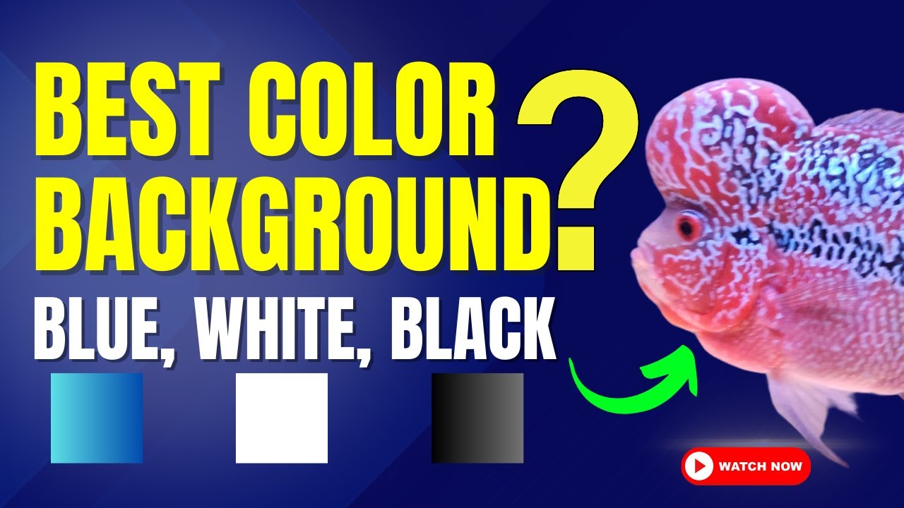 Best Background Color for Flowerhorn Fish || Blue, White or Black? || Blue Aquatics