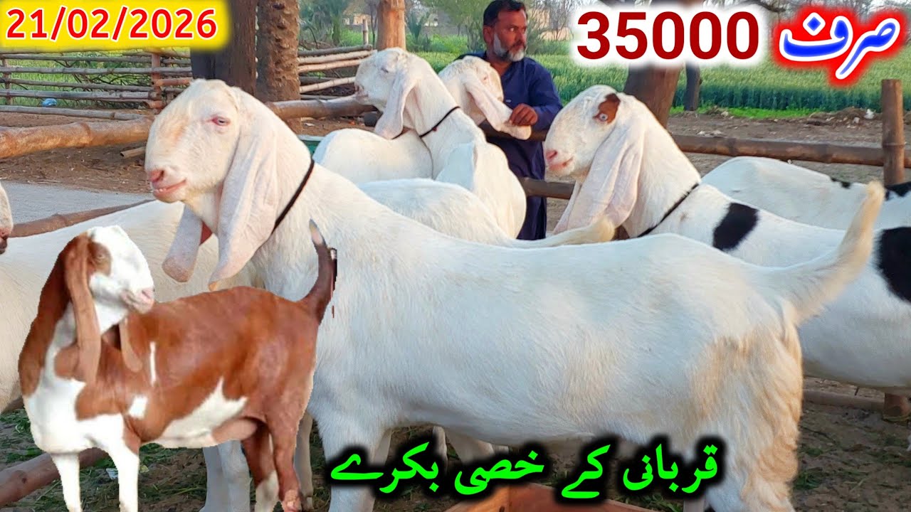 Dera Ghazi Khan Bakra Mandi | Khassi Bakre Qurbani Ke Liye | Maqool Rates | Business Update