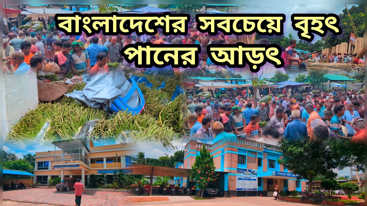 রাজশাহী জেলা!  মোহনপুর বাজার।  Rajshahi mohanpur Bazar #mohanpur
