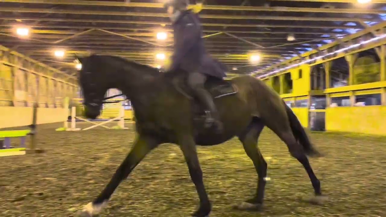 Mojito Margarita Ride 1 at Kivu (lovely 16.1h 2015 mare who has experience with a junior)