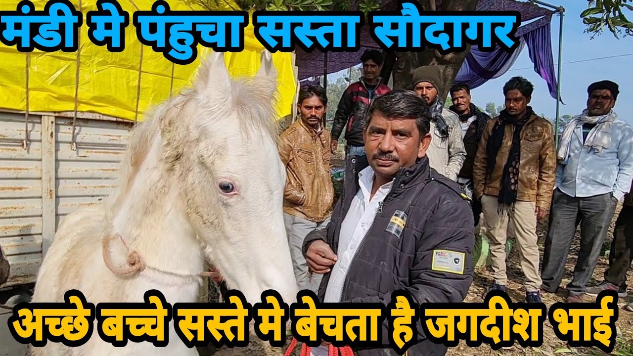 आ गया जगदीश भाई सबसे सस्ते बच्चे लेकर मुक्तसर मंडी मे || Muktsar Horse Market