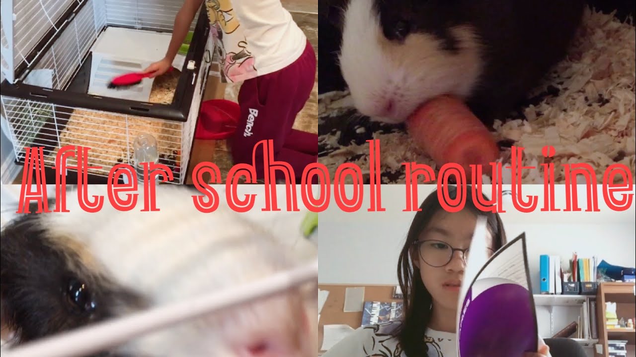 after school routine with guinea pig