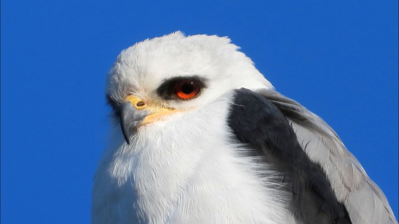 The call of the White-tailed Kite