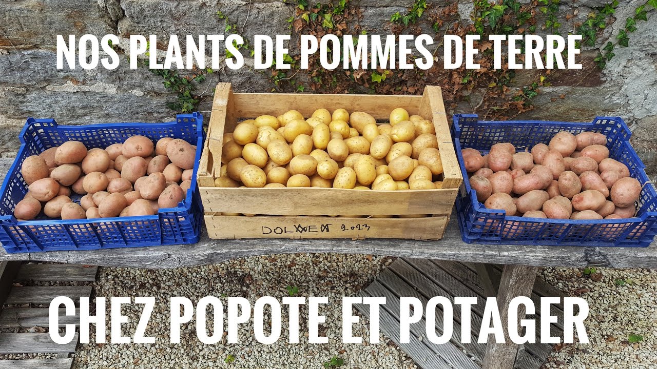 COMMENT CHOISIR ET CONSERVER SES PLANTS DE POMMES DE TERRE