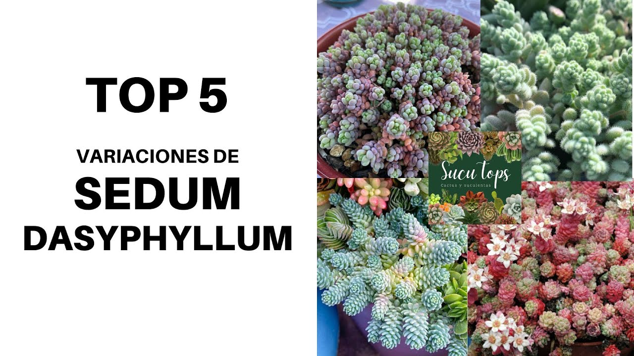 TOP 5 VARIEDADES DE SEDUM DASYPHYLLUM